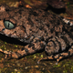 Bompu litter frog (Courtesy World Wildlife Fund / Sanjay Sondhi)